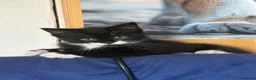 Mixed Breed cats for sale: Kittens  - Advert 11