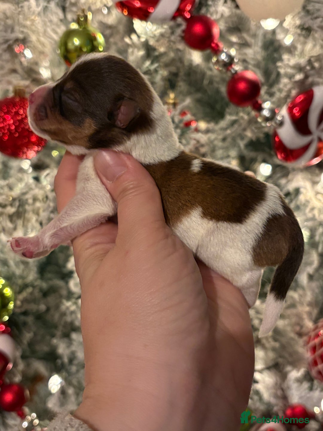 Miniature Schnauzer dogs for sale: Chocolate & Tan, Wheaten Parti Mini Schnauzers - Advert 8