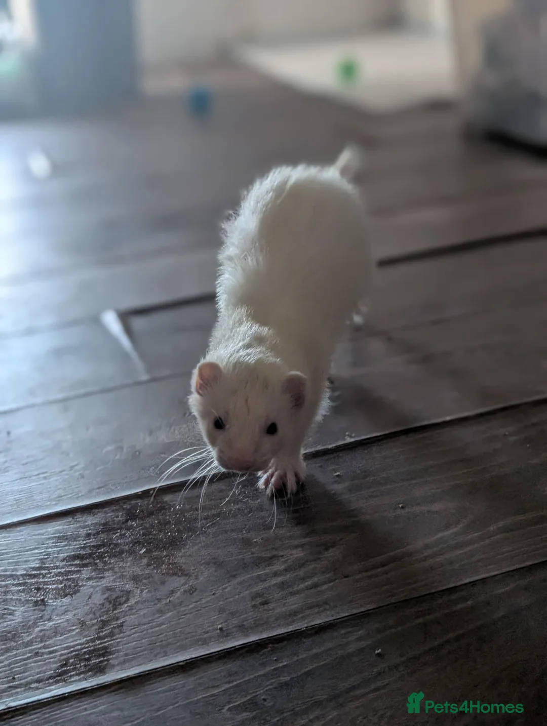 Ferret rodents for sale: Friendly ferret looking for new home - Advert 5