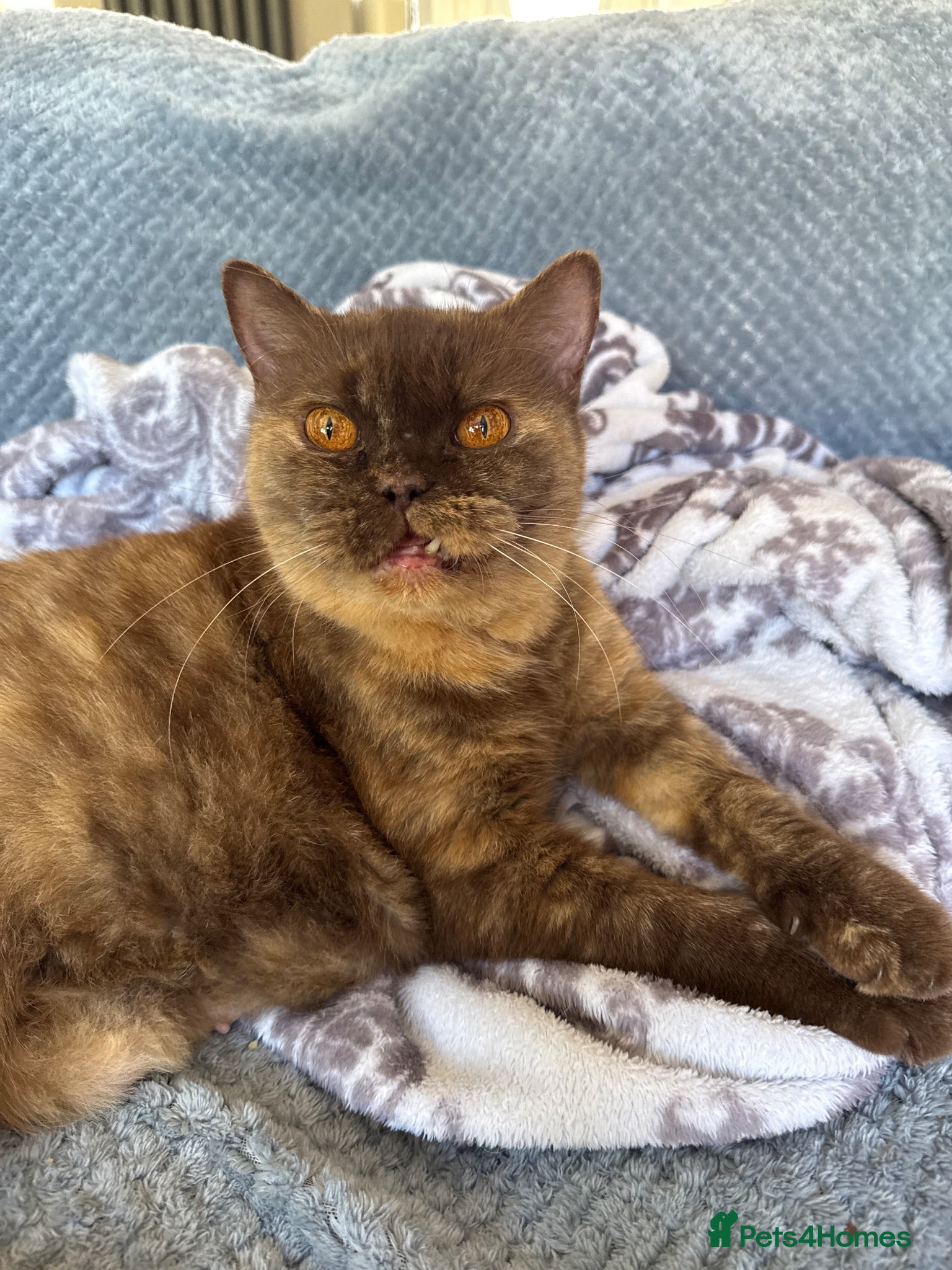 British Shorthair cats Retired Queen Coco - Advert 1
