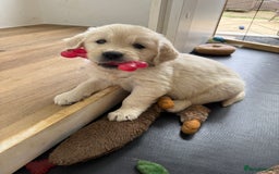 Golden Retriever dogs for sale: Golden Retriever Chunky Puppies for sale - Image 31