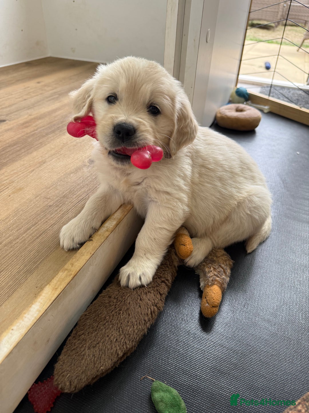 Golden Retriever dogs for sale: Golden Retriever Chunky Puppies for sale - Image 31