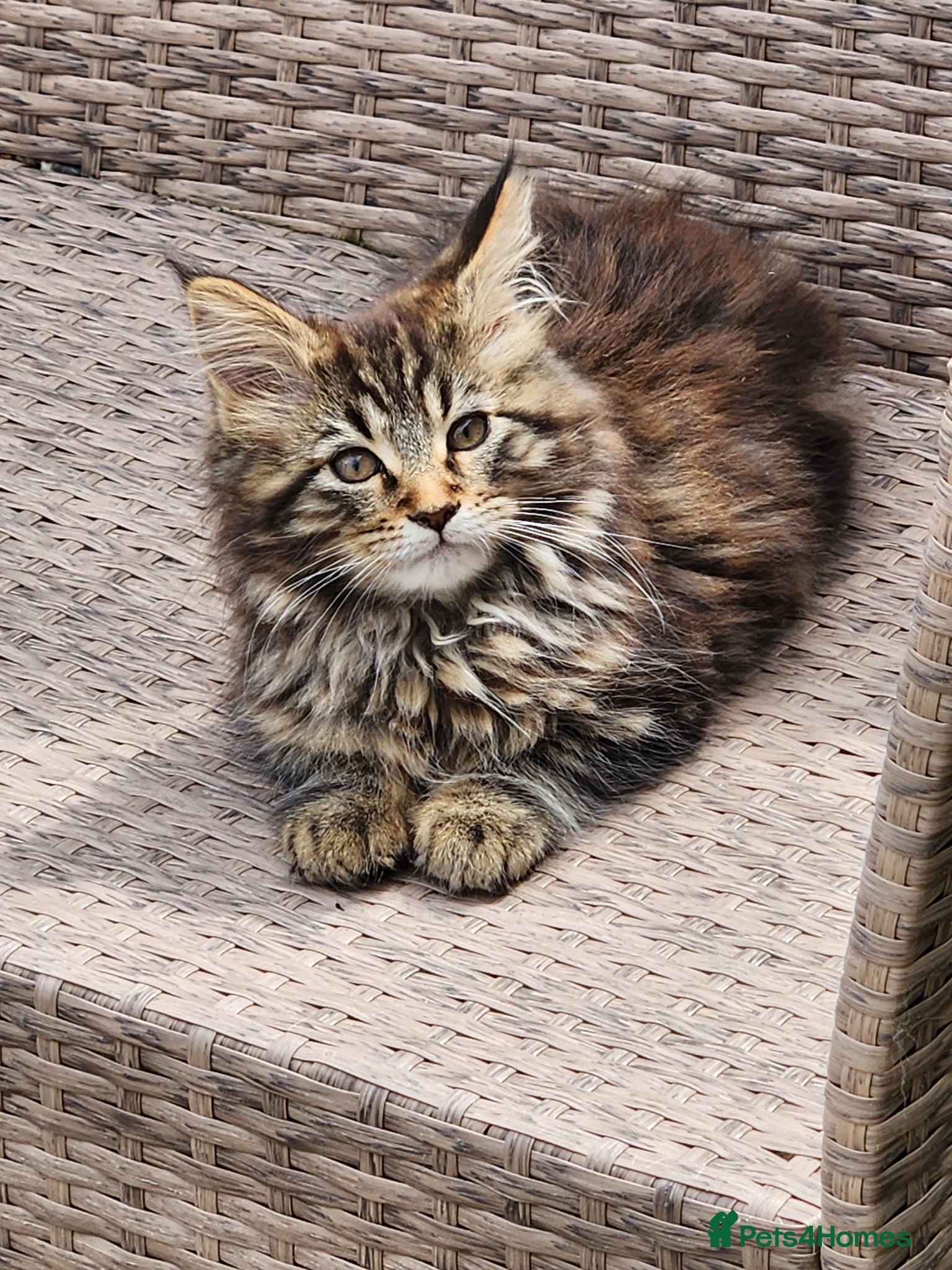 Maine Coon cats Maine Coons Ready Now!! 4 male 1 female  - Advert 3