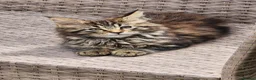 Maine Coon cats for sale: Maine Coons Ready Now!! 4 male 1 female  - Advert 4