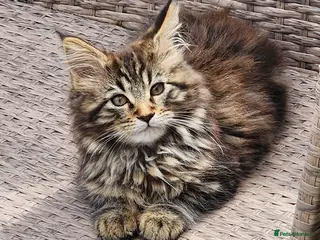 Maine Coon cats Maine Coons Ready Now!! 4 male 1 female - Advert 3