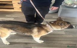 Akita dogs for sale: Female American Akita. - Image 3