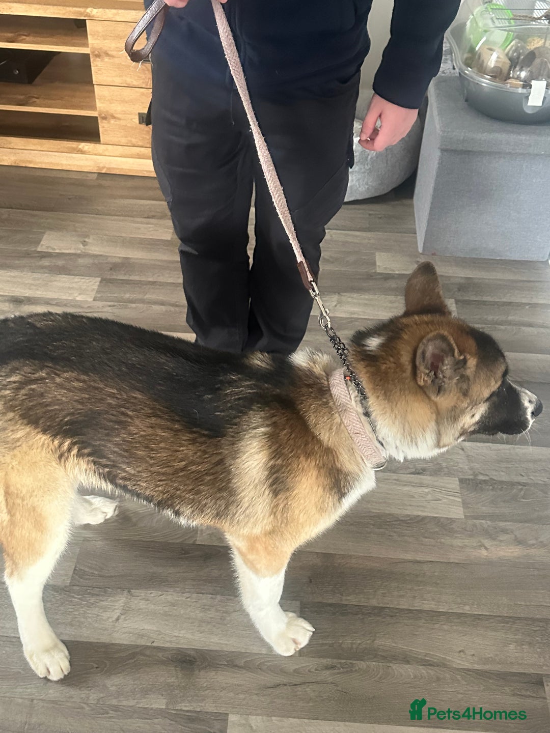 Akita dogs for sale: Female American Akita. - Image 3