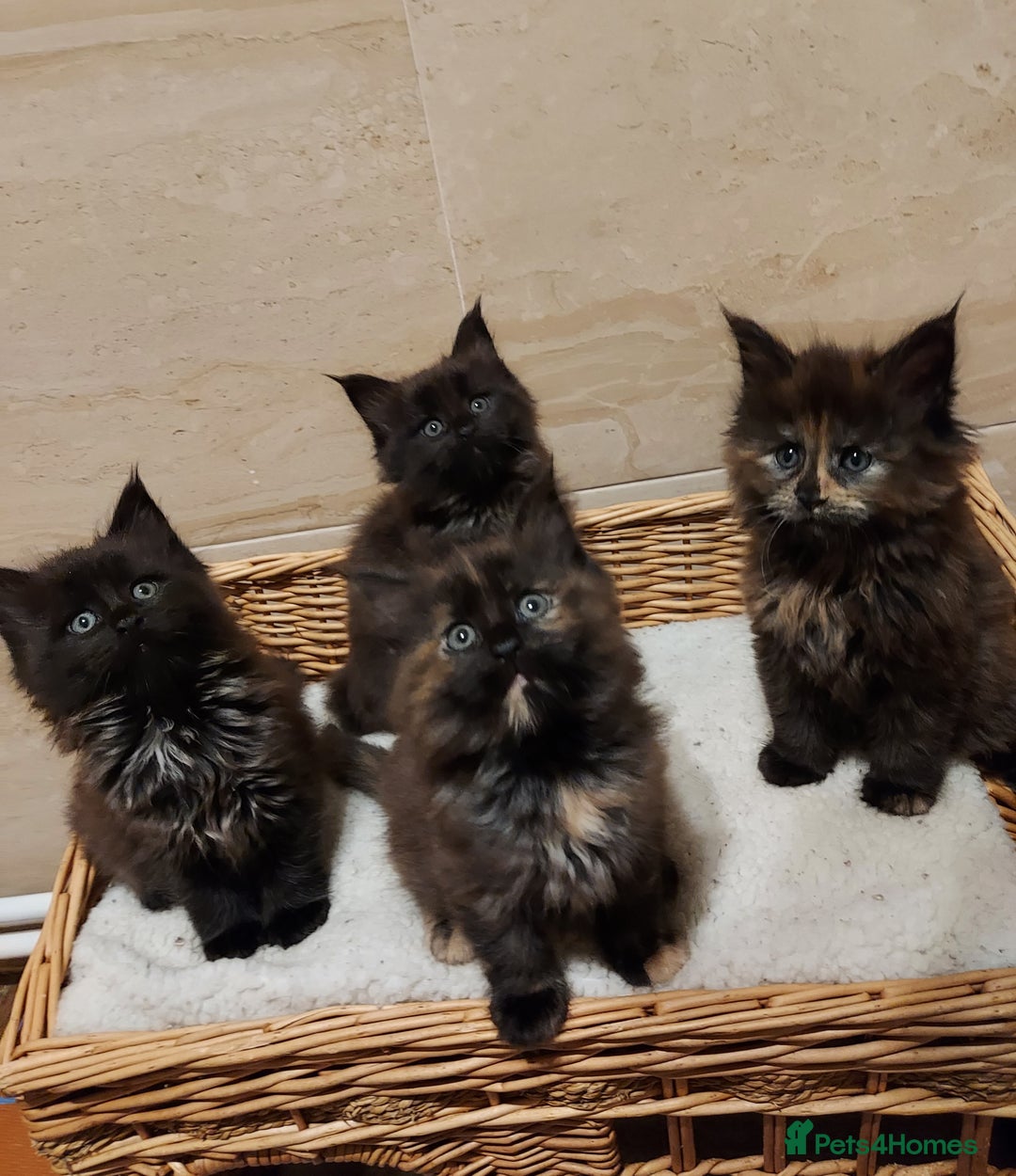 Maine Coon cats for sale: GREAT QUALITY/GCCF/ DNA/ VERY CUTE !!! - Advert 1