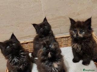 Maine Coon cats GREAT QUALITY/GCCF/ DNA/ VERY CUTE !!! - Advert 3