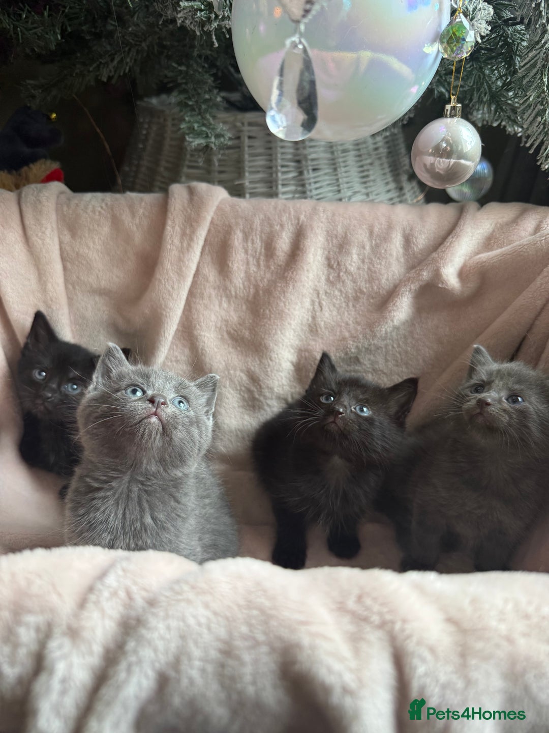 British Shorthair cats for sale: British shorthair kittens - Advert 6