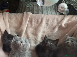 British Shorthair cats British shorthair kittens - Advert 16