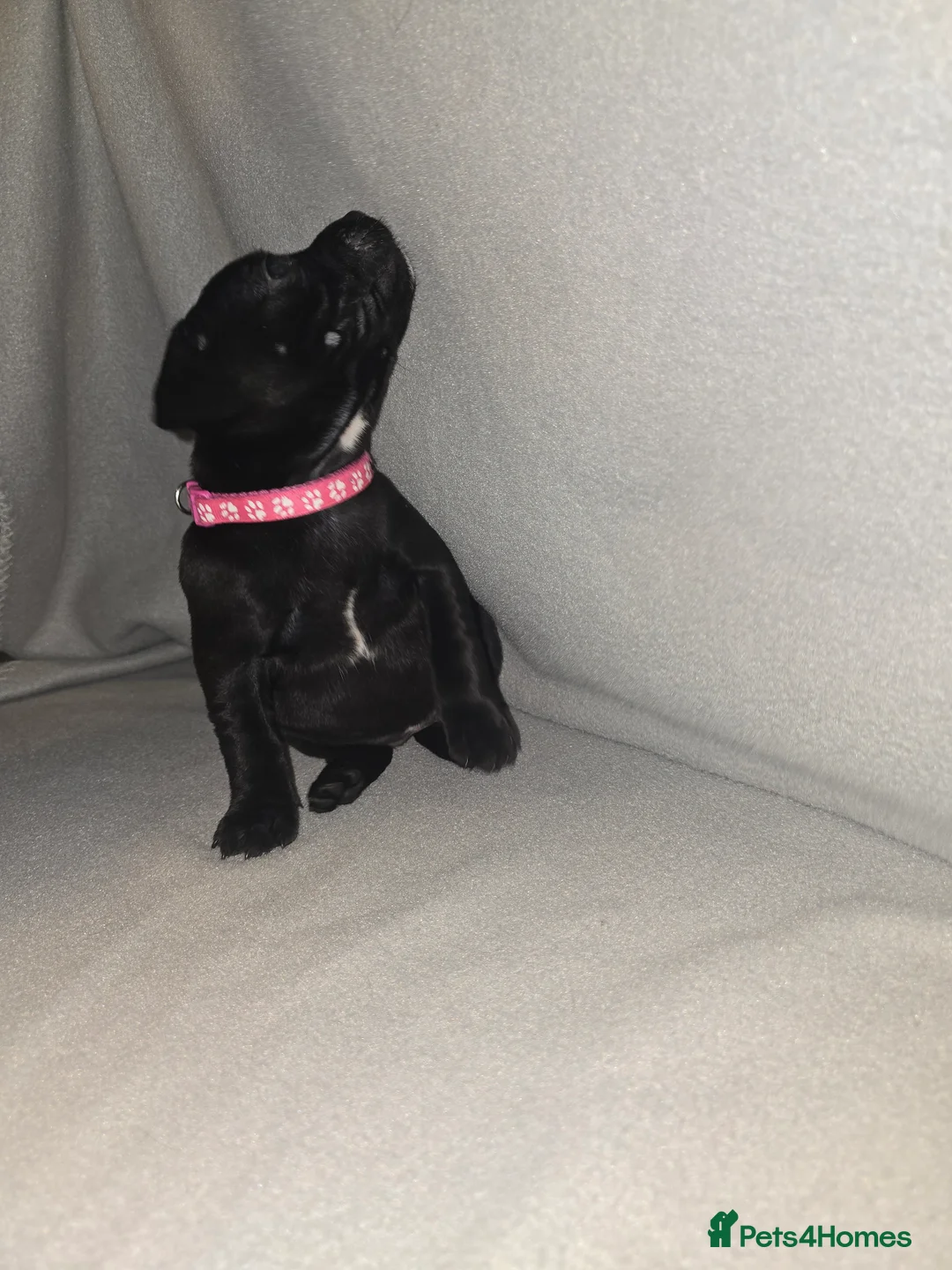 Staffordshire Bull Terrier dogs for sale: Staffordshire bullterrier (LAST 1 ) ready to go - Advert 11