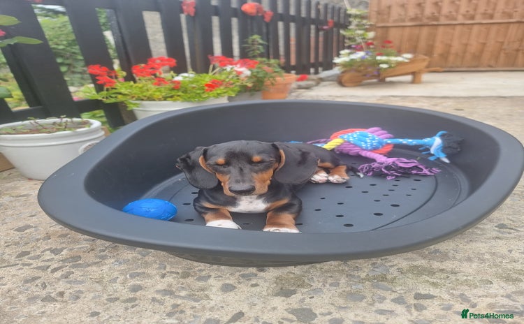 Miniature Dachshund dogs - Advert 16
