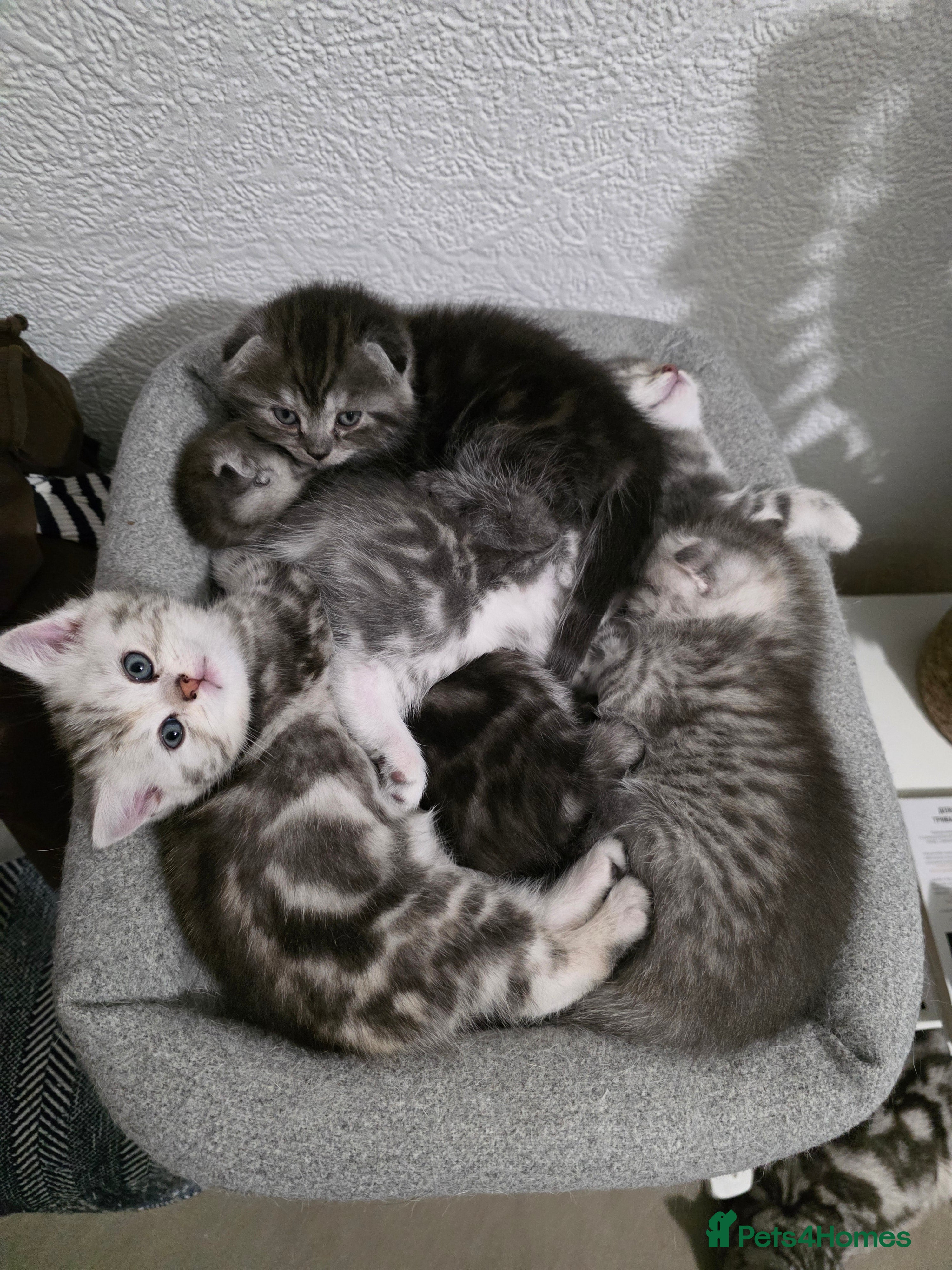 Scottish Fold cats 4 Beautiful Scottish Fold Kittens - Advert 3