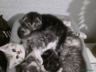 Scottish Fold cats 4 Beautiful Scottish Fold Kittens - Advert 3