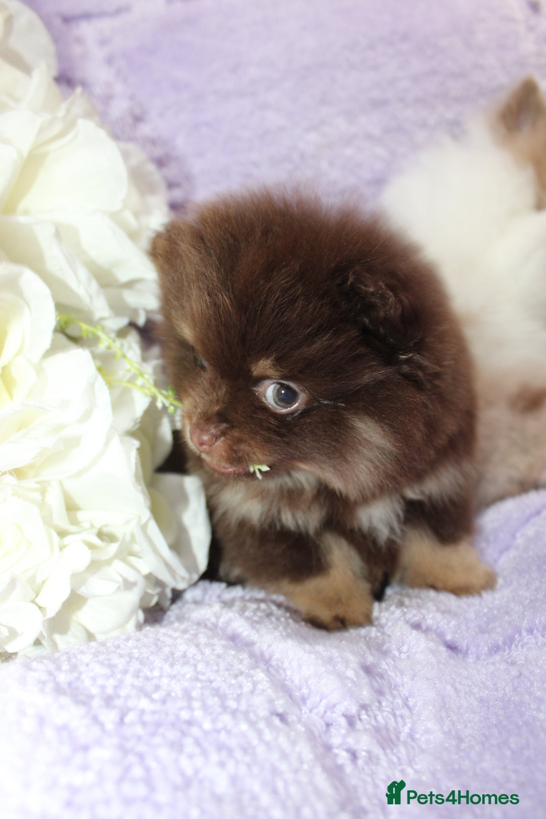 Pomeranian dogs for sale: PARTI MERLE QUALITY KC POMERANIANS - Image 14