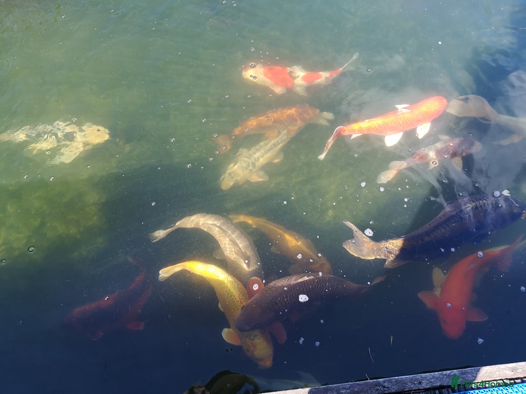 Koi Carp fish for sale: Koi Carp  - Image 3