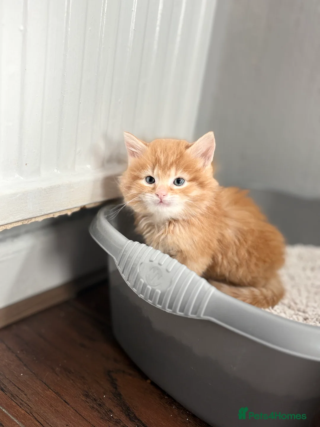 Maine Coon cats for sale: Maine coon , British shorthair , Bengal and tabby. - Advert 2