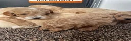 Cavapoo dogs for sale: F1 Cavapoo HEALTH TESTED  - Advert 2