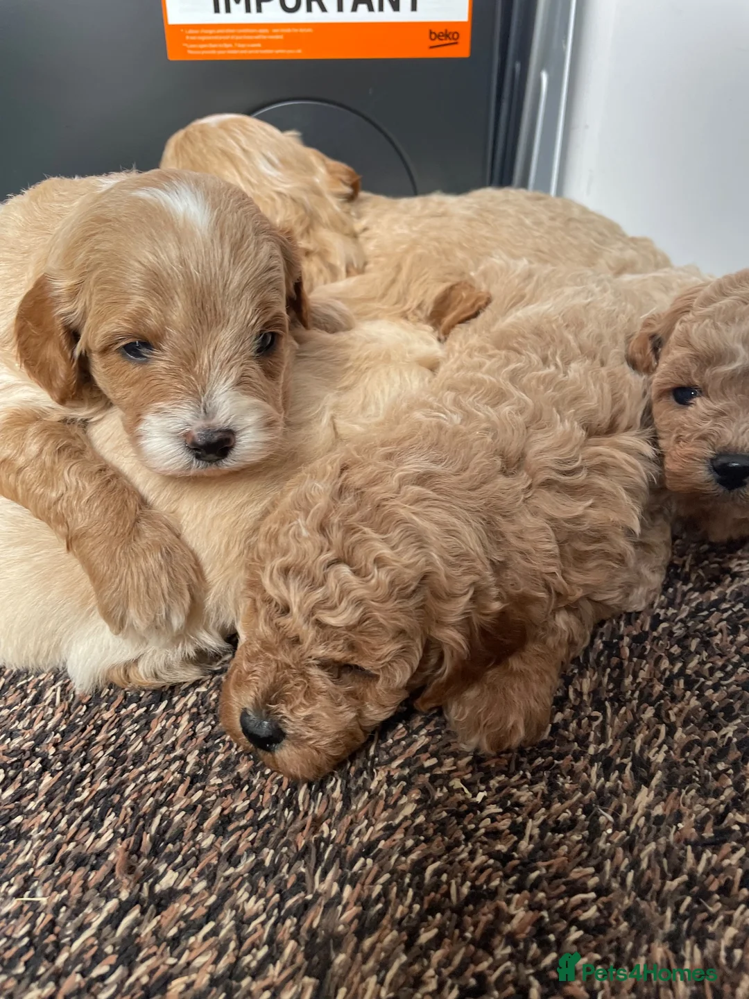 Cavapoo dogs for sale: F1 Cavapoo HEALTH TESTED  - Advert 2