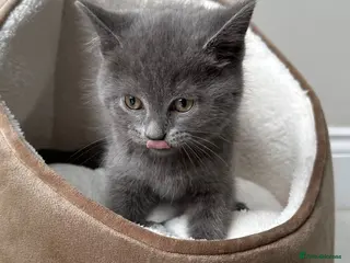 British Shorthair cats Stunning British Shorthair Kitten – Blue in Preston - Advert 1