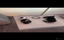 British Shorthair cats for sale: Two beautiful female kittens✨ - Image 7