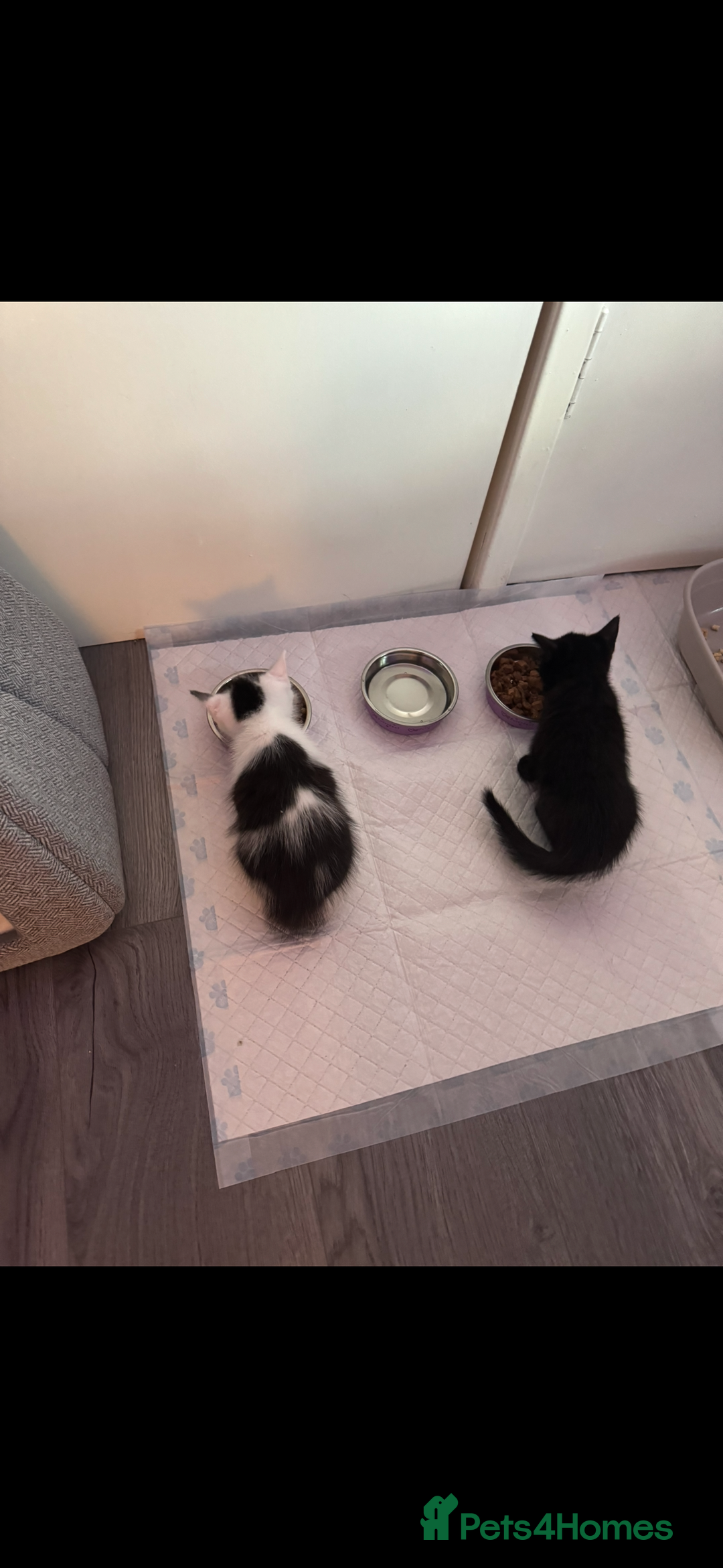 British Shorthair cats for sale: Two beautiful female kittens✨ - Image 7