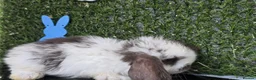 Mini Lop rabbits for sale: Mini lop babies for sale - Advert 7