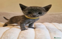 Russian Blue cats for sale: 5 stunning baby blues  - Image 4