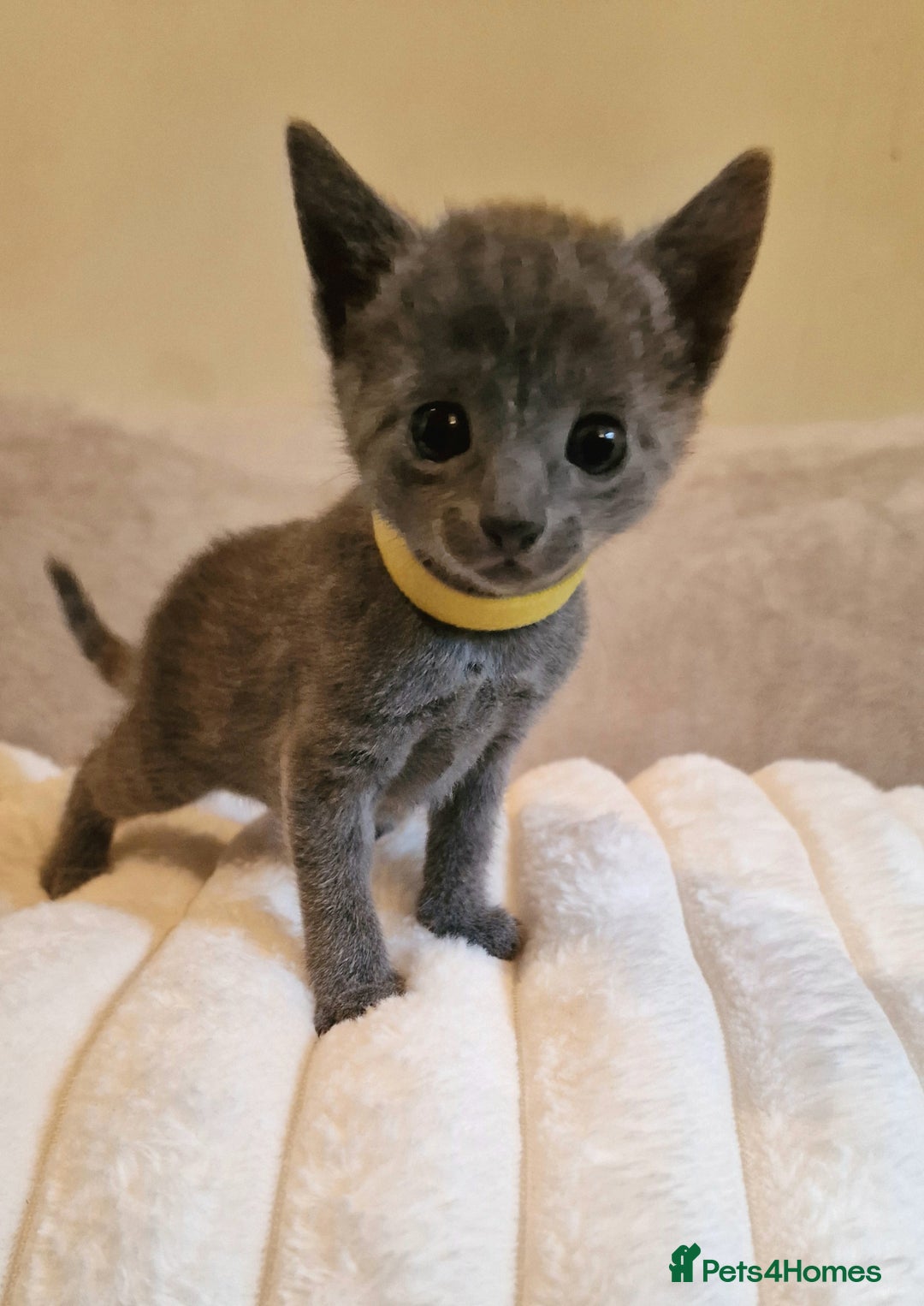 Russian Blue cats for sale: 5 stunning baby blues  - Image 4
