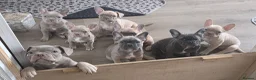 Frug dogs for sale:  Stunning Frug puppies  - Advert 20