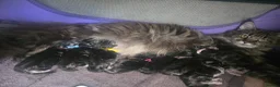 Maine Coon cats for sale: 2 left out of 9 in Clacton-on-Sea - Advert 1