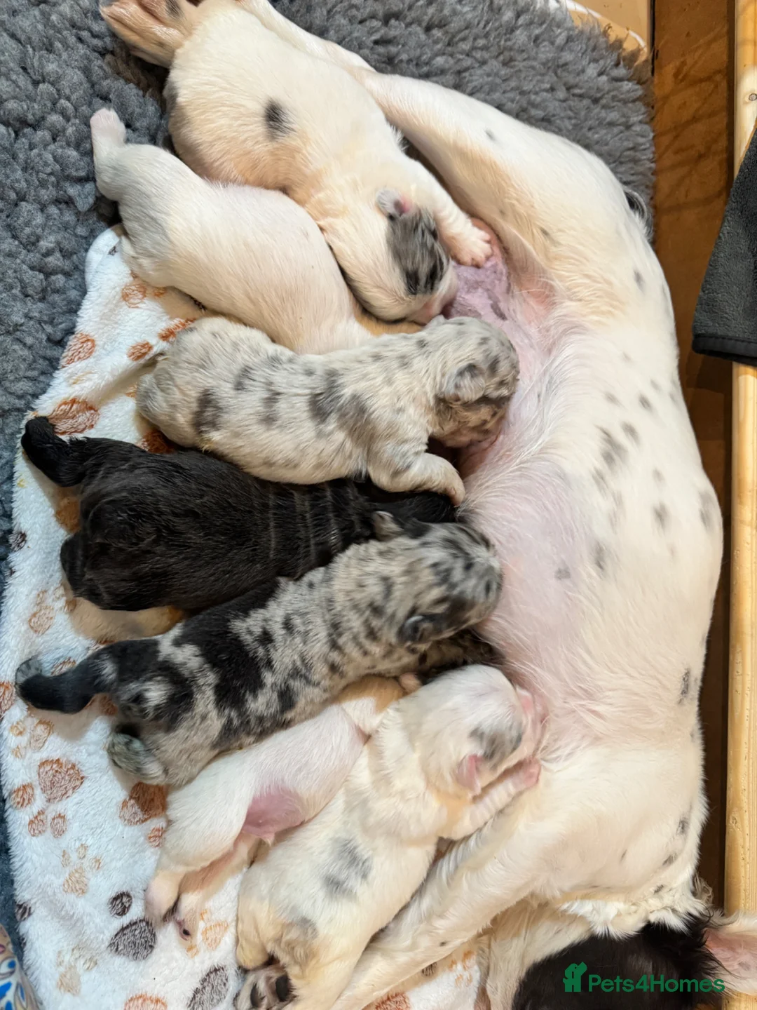French Bulldog dogs for sale: French bulldogs all visual fluffys - Advert 1