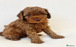 Cavapoo dogs for sale: 🐶 Adorable deep red Cavapoo Puppies  - Image 8