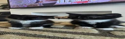 Mixed Breed cats for sale: 3 Black and white male kittens ready to leave  in Liverpool - Advert 8