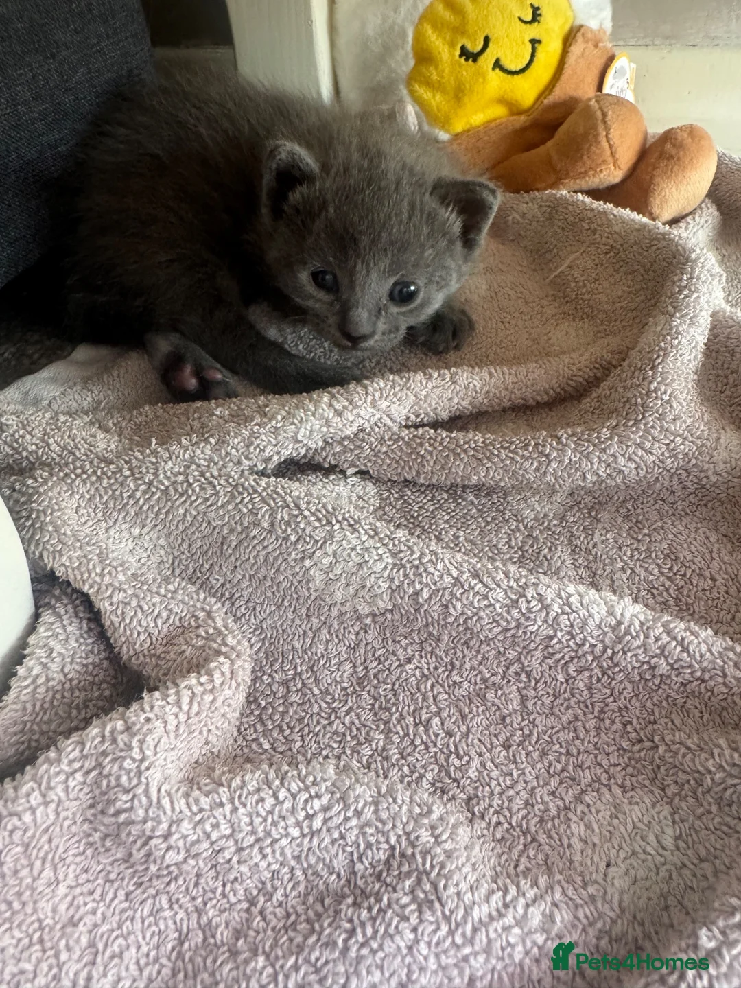British Shorthair cats for sale: One male kitten - Advert 2