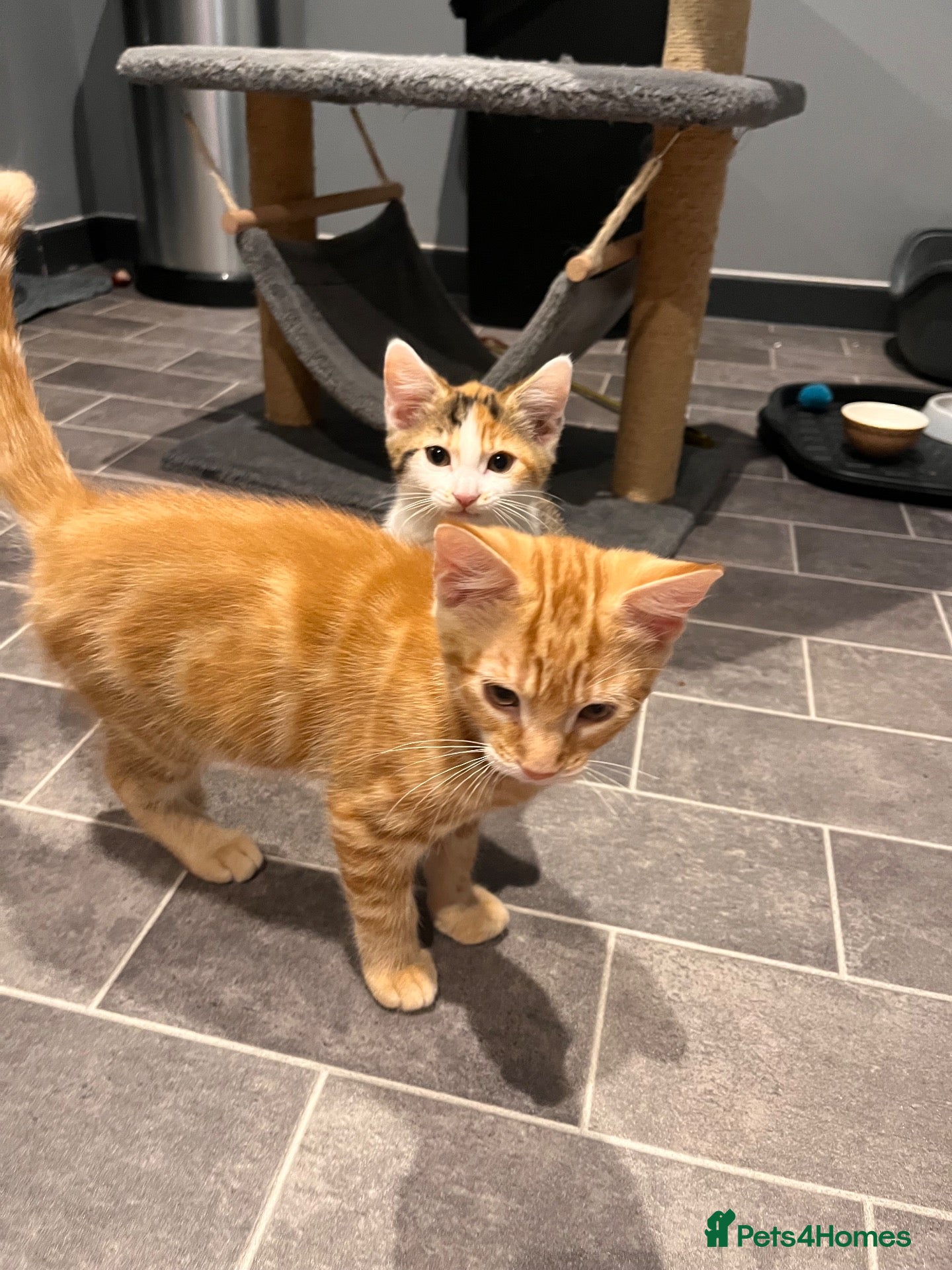 Mixed Breed cats Ready now Ginger male and calico female - Advert 15