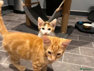Mixed Breed cats Ready now Ginger male and calico female - Advert 2