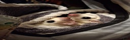 Sugar Glider rodents for sale: Pair of Leucistic Sugar Gliders - Advert 6