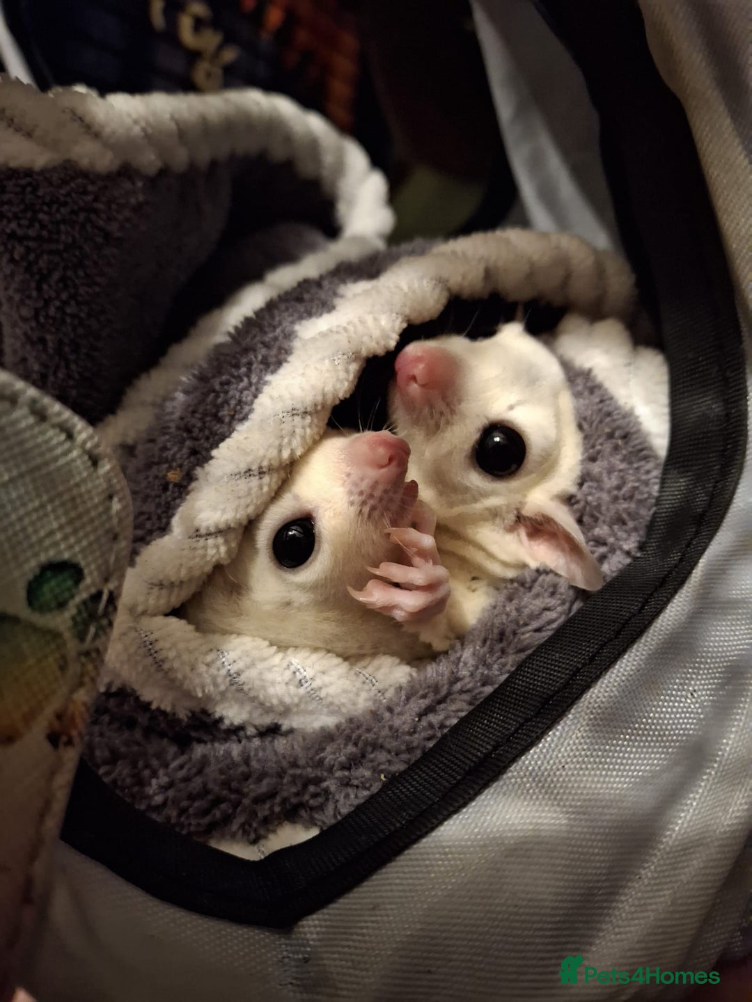 Sugar Glider rodents for sale: Pair of Leucistic Sugar Gliders - Advert 6