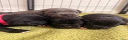 Staffordshire Bull Terrier dogs for sale: KC REG CHAMPION Staffordshire bull terrier puppies - Advert 13