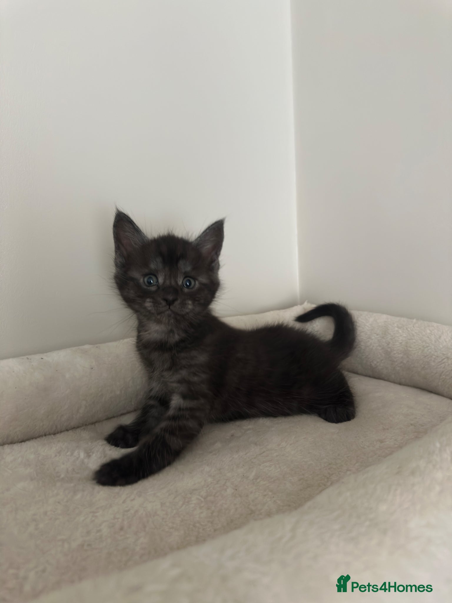 Mixed Breed cats for sale: Maine coon mix breed kittens  - Advert 1