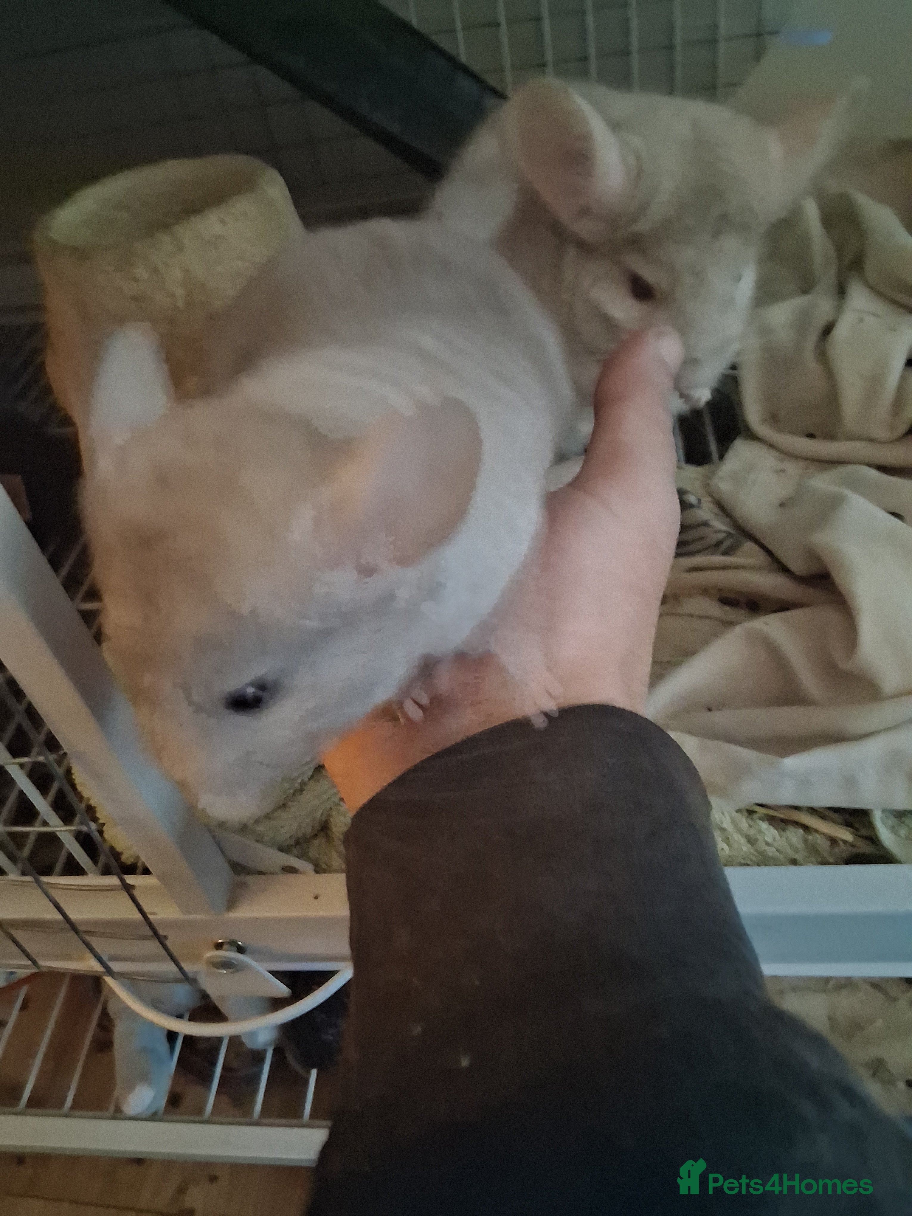 Chinchilla rodents 2 Lovely Kits available January 2026 - Advert 5