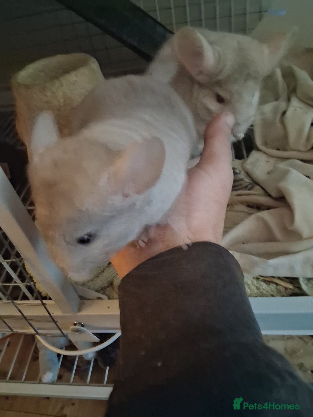 Chinchilla rodents for sale: 2 Lovely Kits available January 2026 - Advert 1