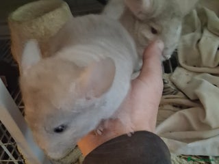 Chinchilla rodents 2 Lovely Kits available January 2026 - Advert 3