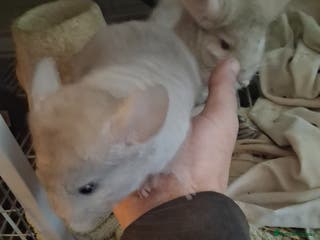 Chinchilla rodents 2 Lovely Kits available January 2026 - Advert 18