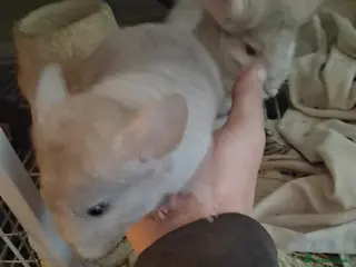 Chinchilla rodents Reserved 2 Lovely Kits available January 2026 - Advert 2