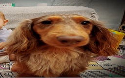 Miniature Dachshund dogs for sale: Miniature dachshund male - Image 1