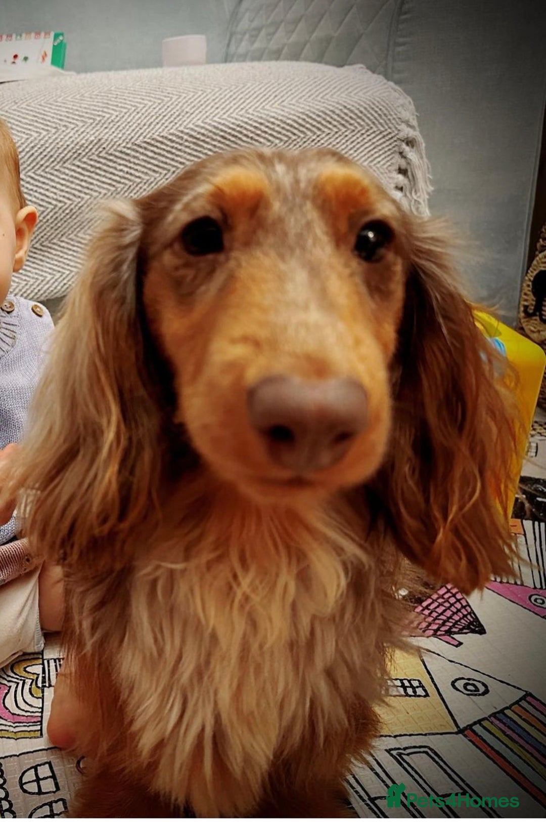 Miniature Dachshund dogs for sale: Miniature dachshund male - Image 1