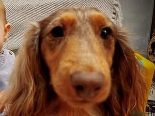 Miniature Dachshund dogs - Advert 2